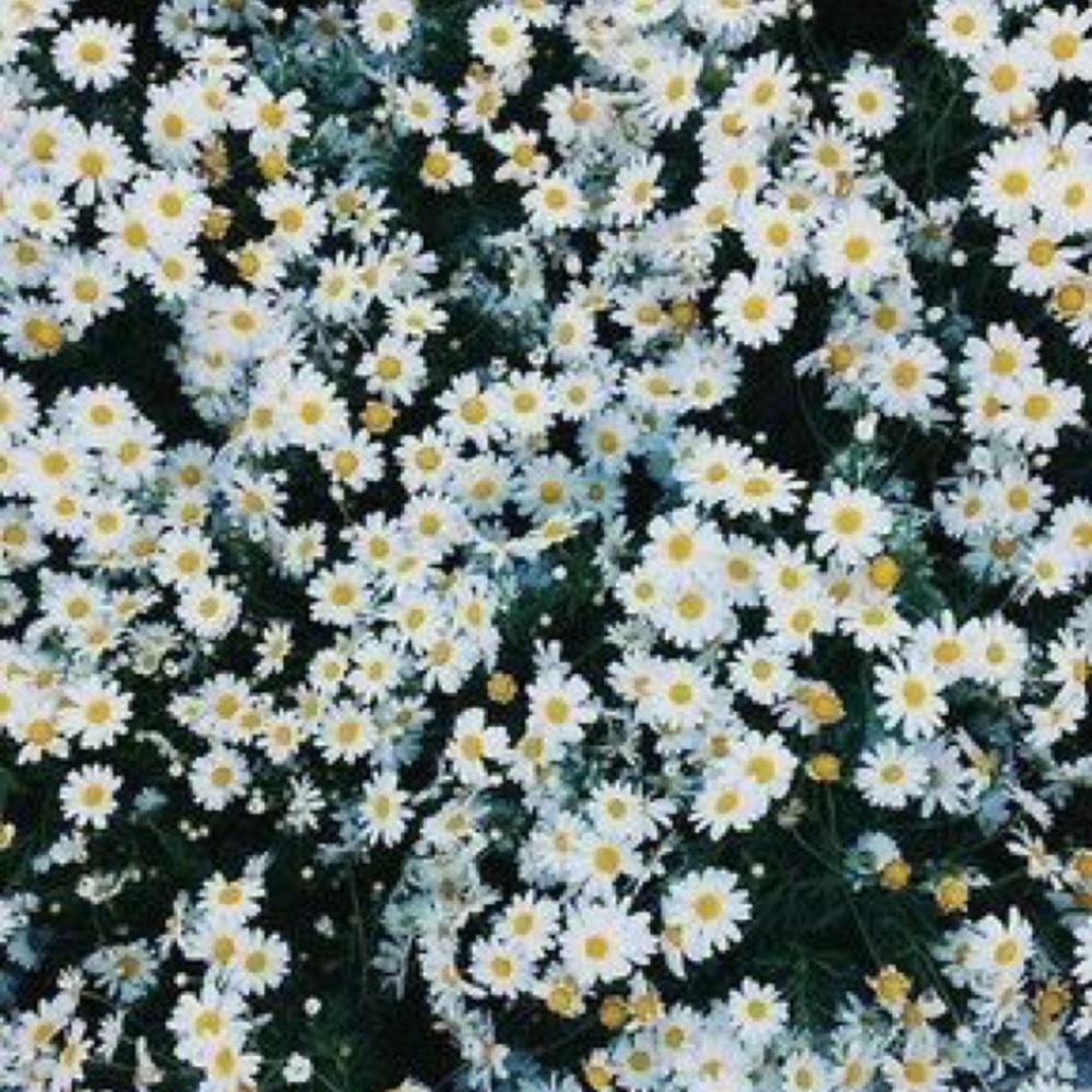 Meet your Posher, Talia